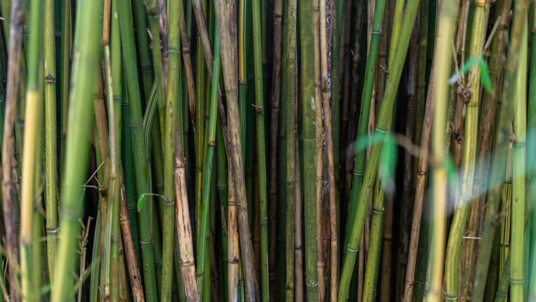 竹制品蒸煮后還是發(fā)霉？問題出在竹纖維內(nèi)部的營養(yǎng)源沒清除